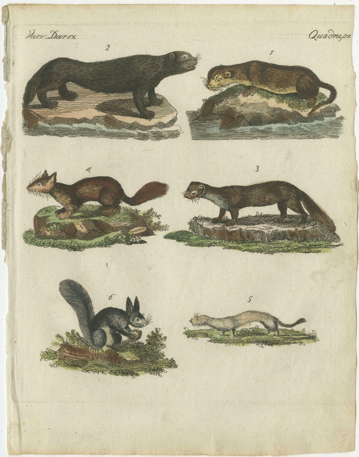 Antique Print Of Otters, Martens, Ermine, A Squirrel And A Beaver, Circa 1820 photo furniture