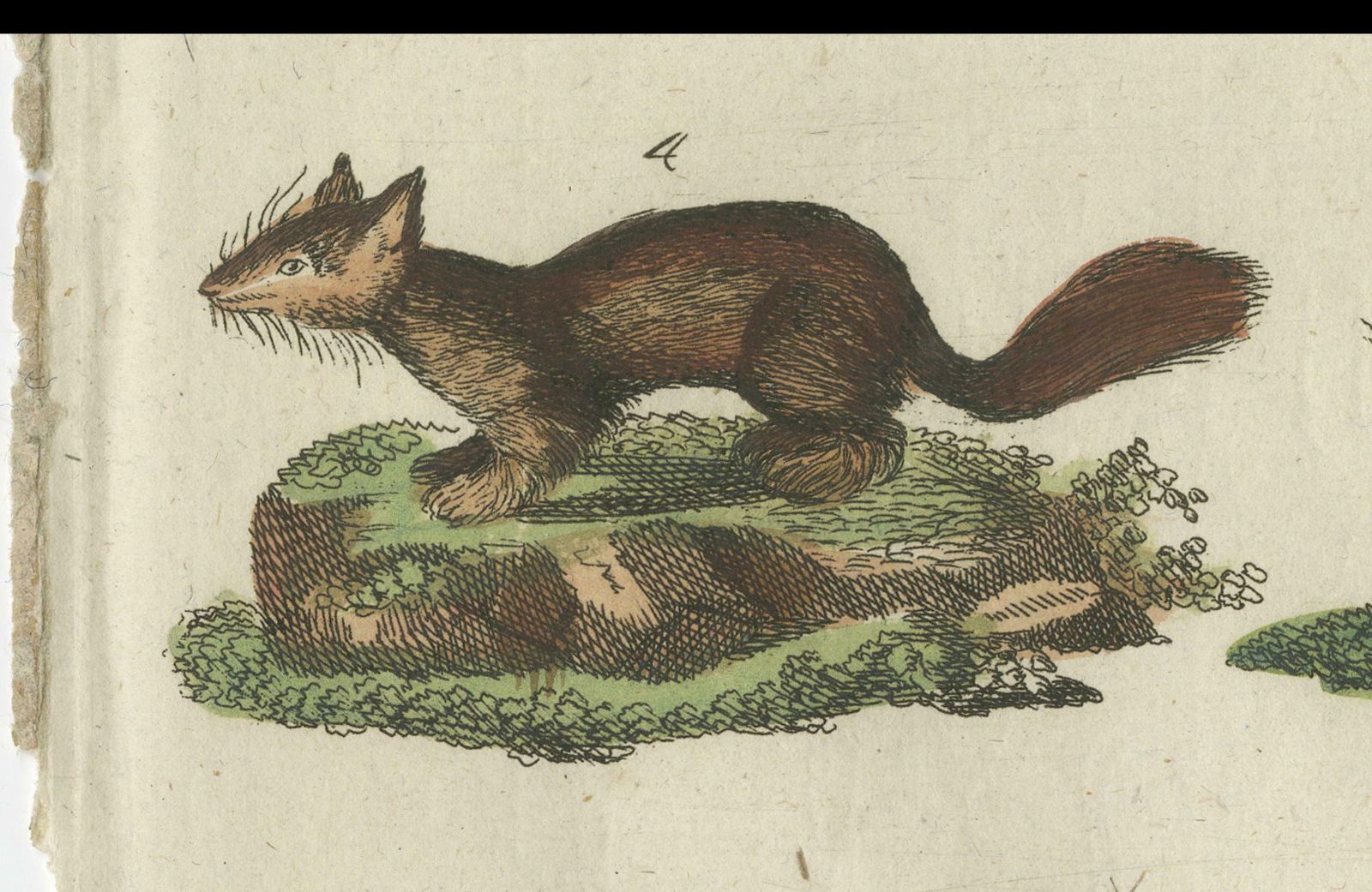 Antique Print Of Otters, Martens, Ermine, A Squirrel And A Beaver, Circa 1820 photo buy