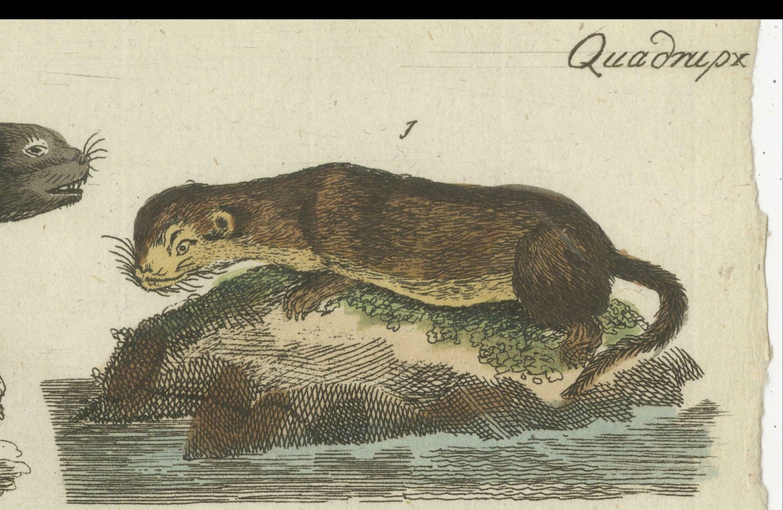 Antique Print Of Otters, Martens, Ermine, A Squirrel And A Beaver, Circa 1820 photo vintage