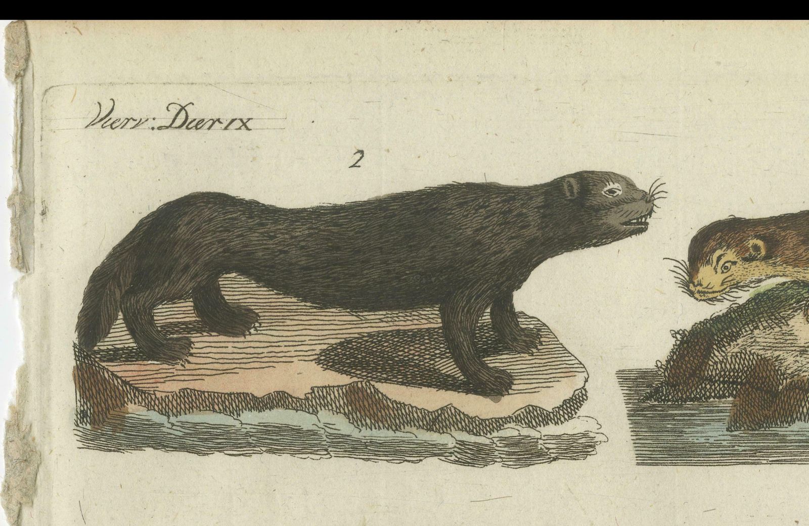 photo furniture Antique Print Of Otters, Martens, Ermine, A Squirrel And A Beaver, Circa 1820