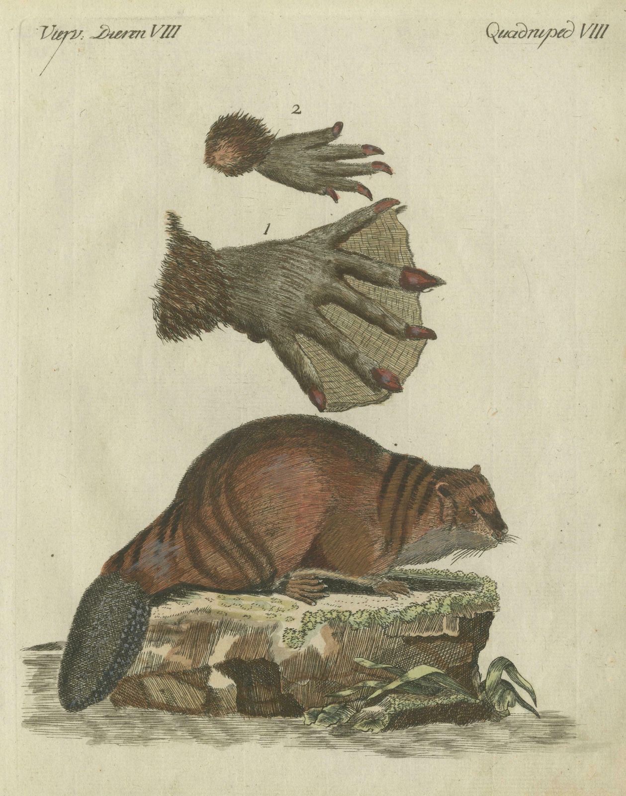 Patinca Rich Hand Colored Antique Print Of A Beaver, Pubished In Circa 1820 photo for sale