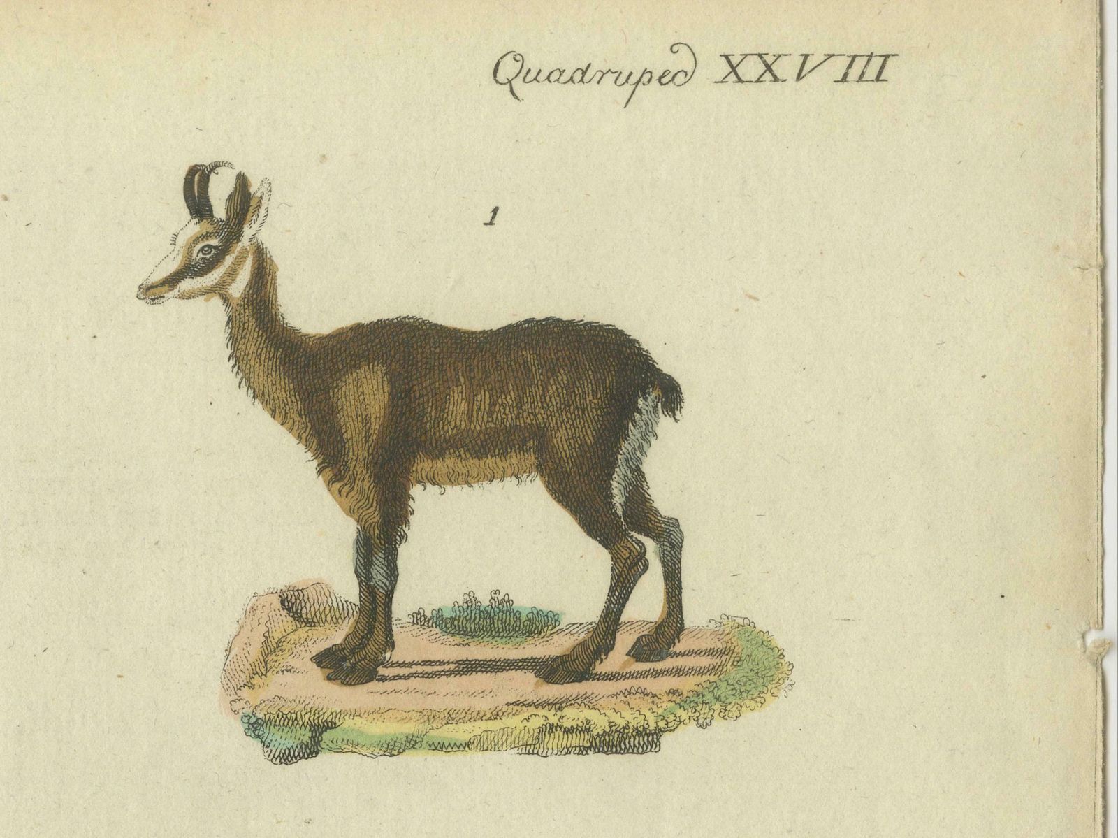 Original Hand Colored Antique Print Of Various Antelope Species, Circa 1820 photo furniture