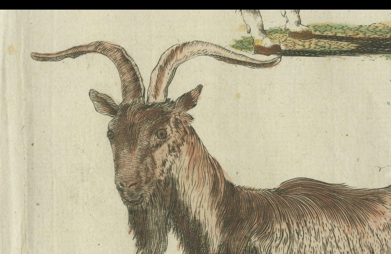 Hand Colored Antique Print Of A Goat And Angora Goat photo vinterior