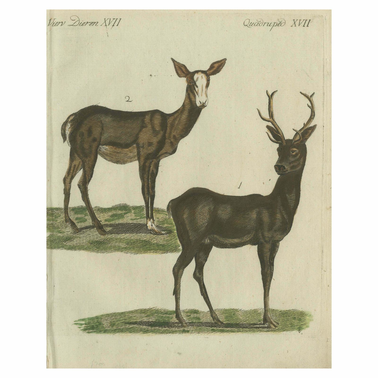 Hand Colored Antique Engraving Of A Male And Female Deer, Published In 1820