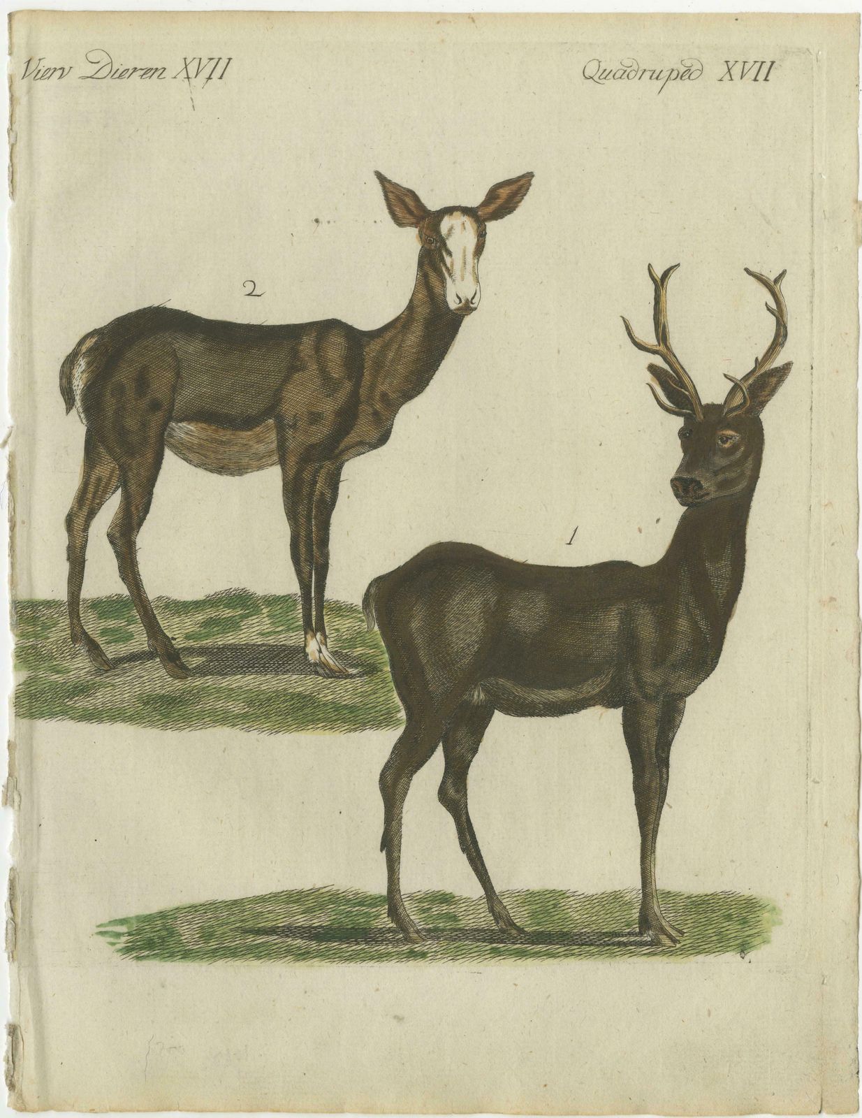 Hand Colored Antique Engraving Of A Male And Female Deer, Published In 1820 photo Art