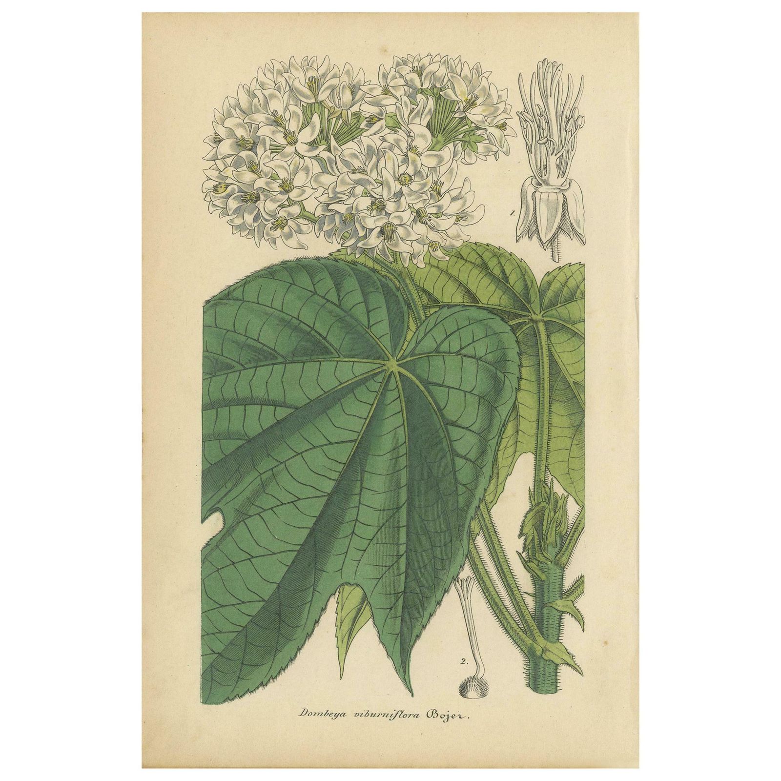 Antique Botany Print Of The Dombeya Flowering Plant By Lemaire, 'Circa 1851'