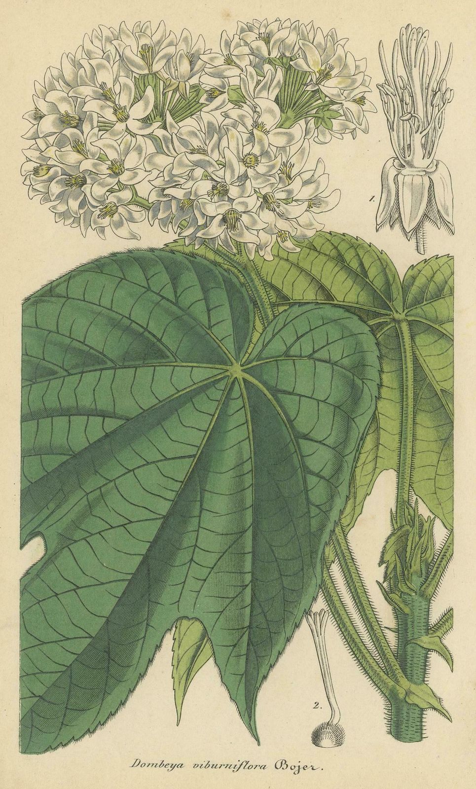 Antique Botany Print Of The Dombeya Flowering Plant By Lemaire, 'Circa 1851' photo for sale