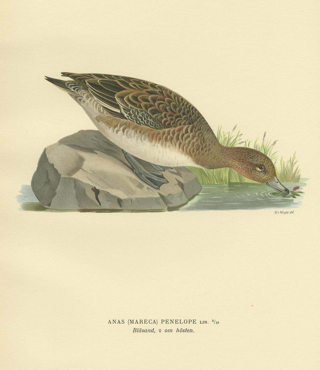 Antique Bird Print Of A Female Eurasian Wigeon, '1929' photo for sale