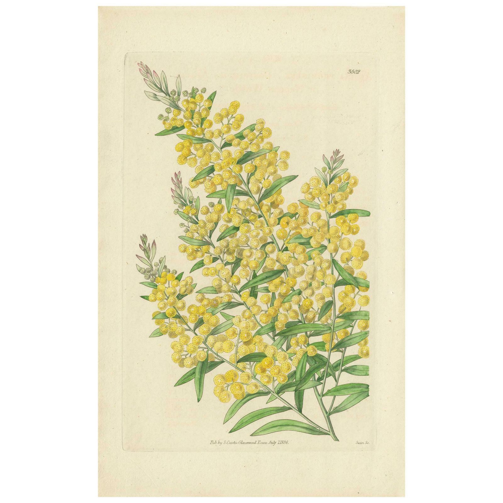 Antique Botany Print Of Acacia Prominens By Curtis '1836'