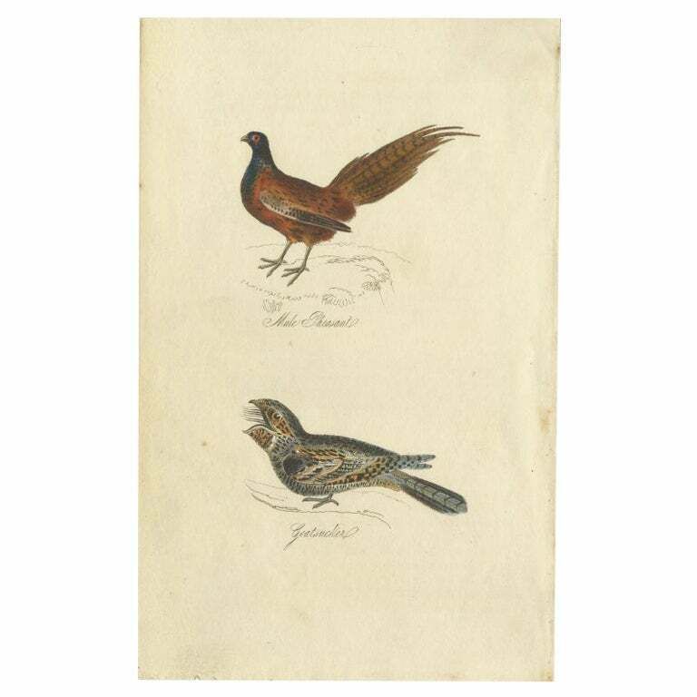 Antique Bird Print Of A Male Pheasant And Nightjar By Mudie, 1835