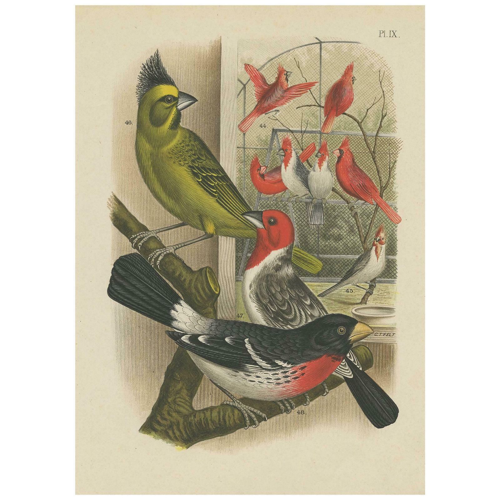 Antique Print Of Various Grosbeak And Cardinal By A. Nuyens, 1886