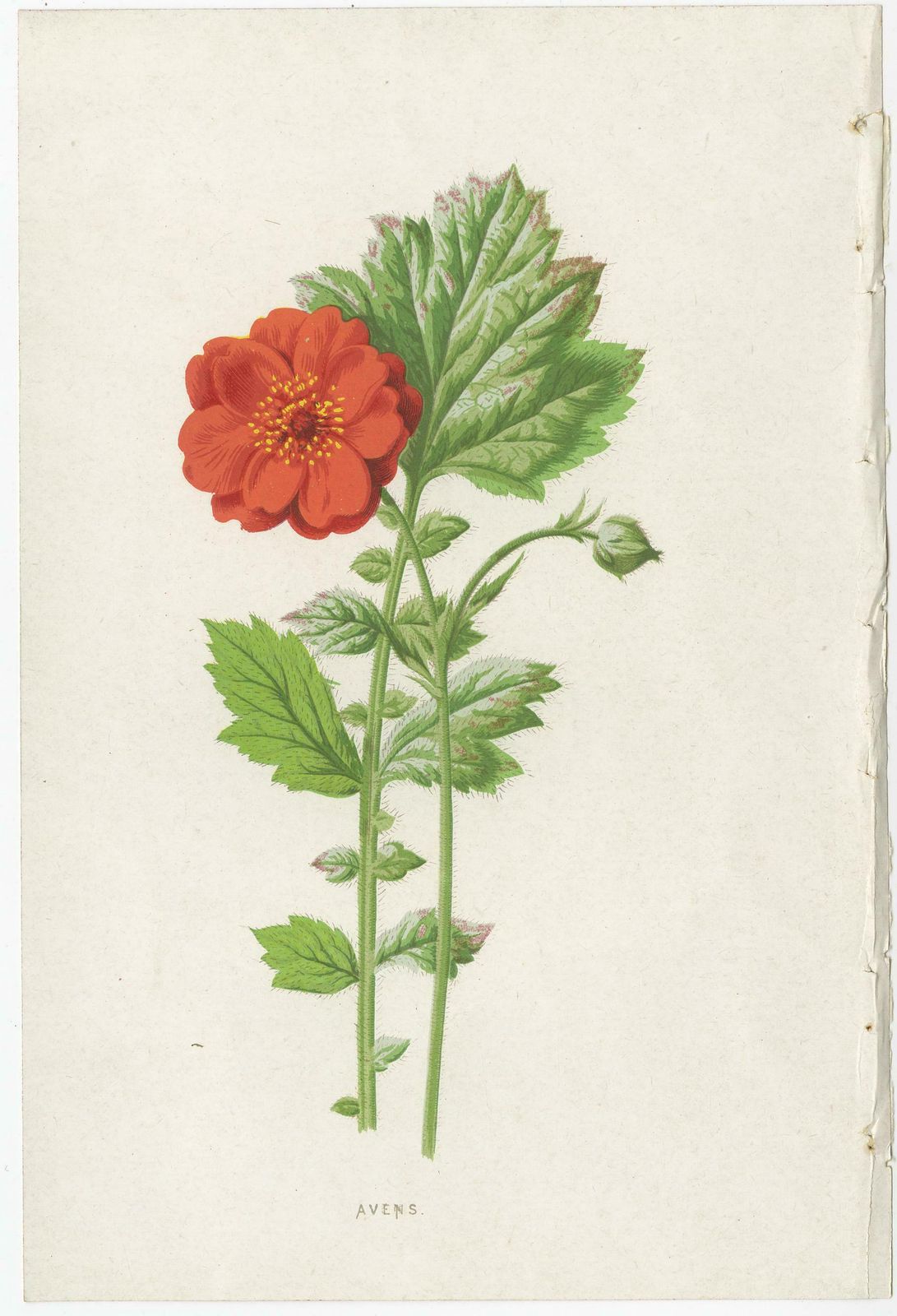 Set Of Three Botany Prints Avens, Lachenalia, Achimenes photo furniture