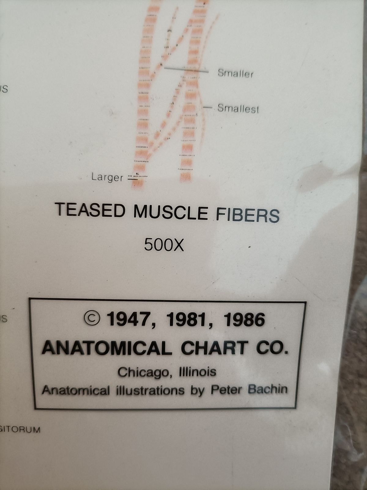 photo for sale The  Muscular System  Wall Chart . By  The Anatomical Chart Company