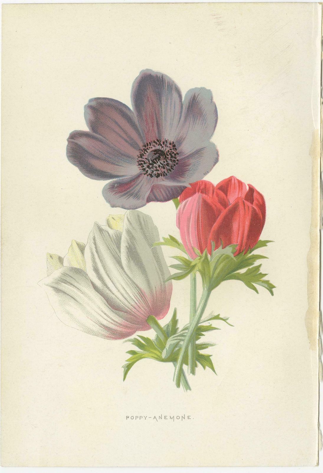 Set Of Three Botany Prints Poppy Anemone, Rudbeckia, Cineraria photo furniture