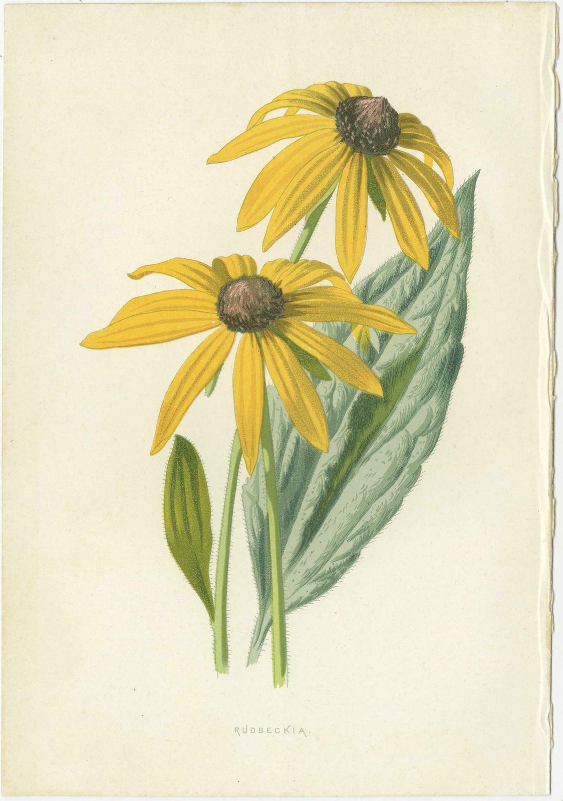 Set Of Three Botany Prints Poppy Anemone, Rudbeckia, Cineraria photo for sale