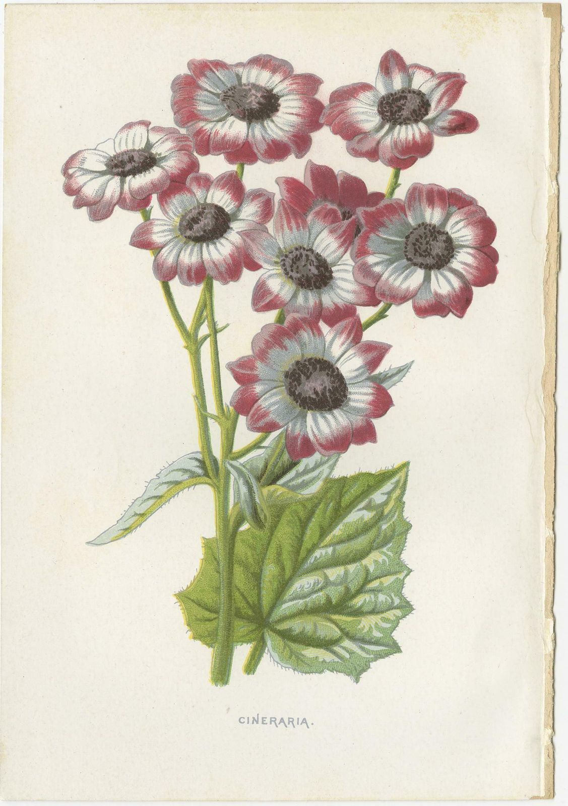 Set Of Three Botany Prints Poppy Anemone, Rudbeckia, Cineraria photo Art