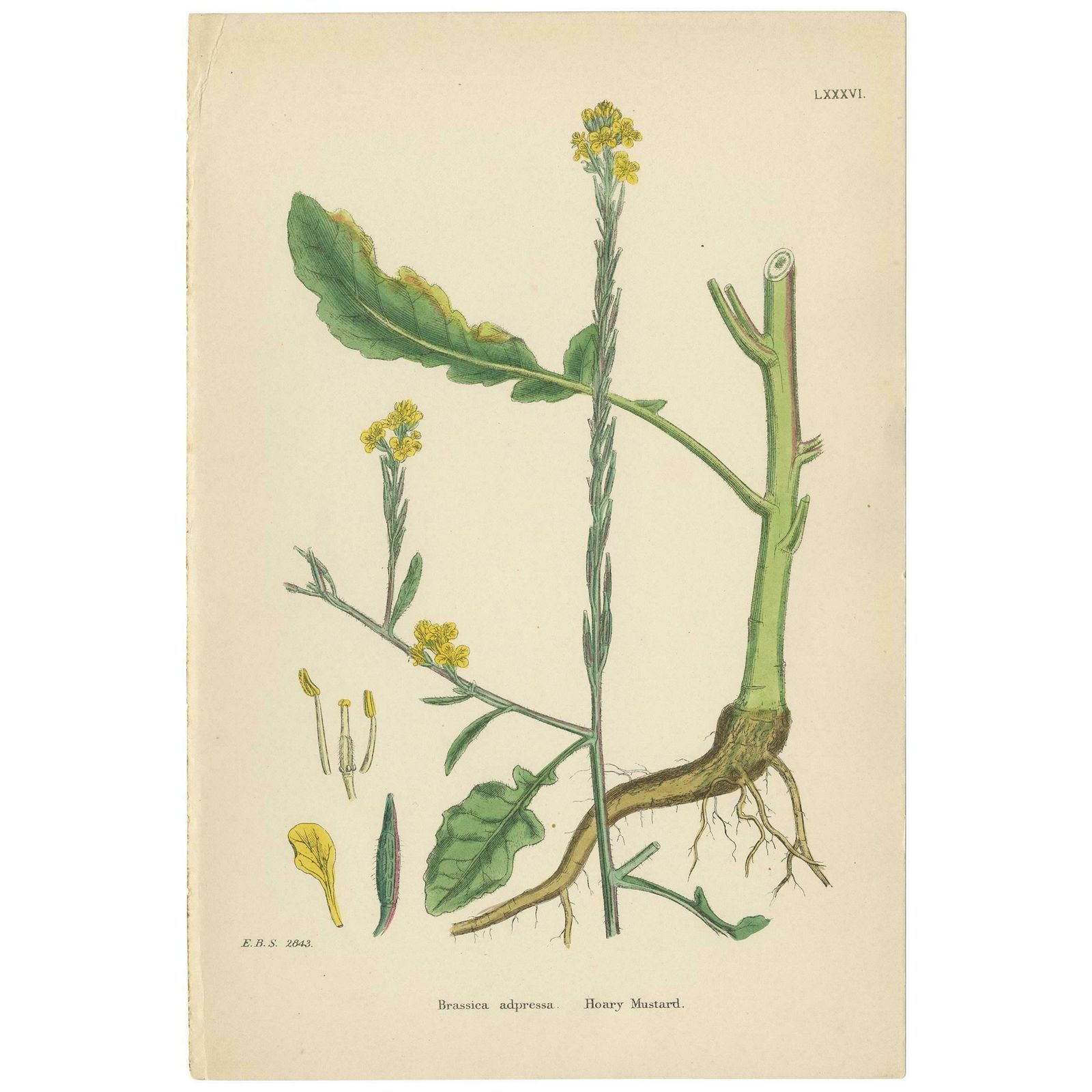 Antique Botany Print 'Hoary Mustard' By J. Sowerby, Circa 1860