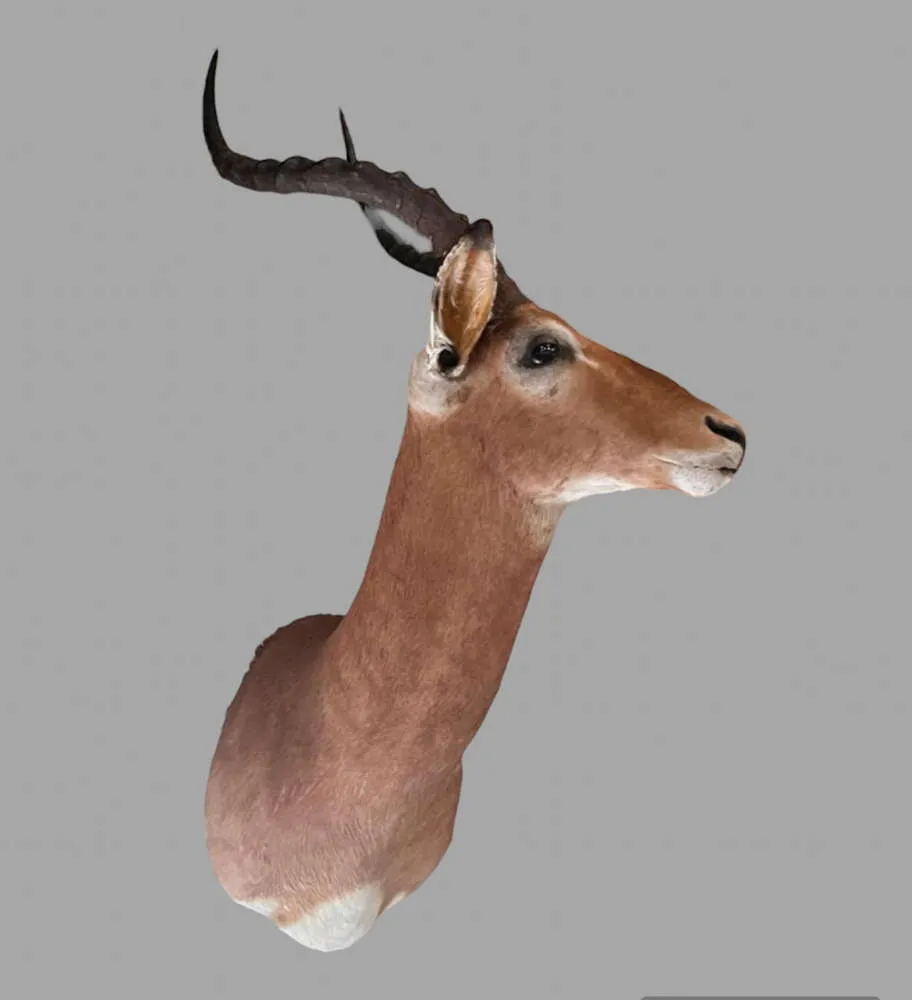 Mid Century 1960's African Impala Taxidermy Head And Shoulder Wall Mount photo furniture