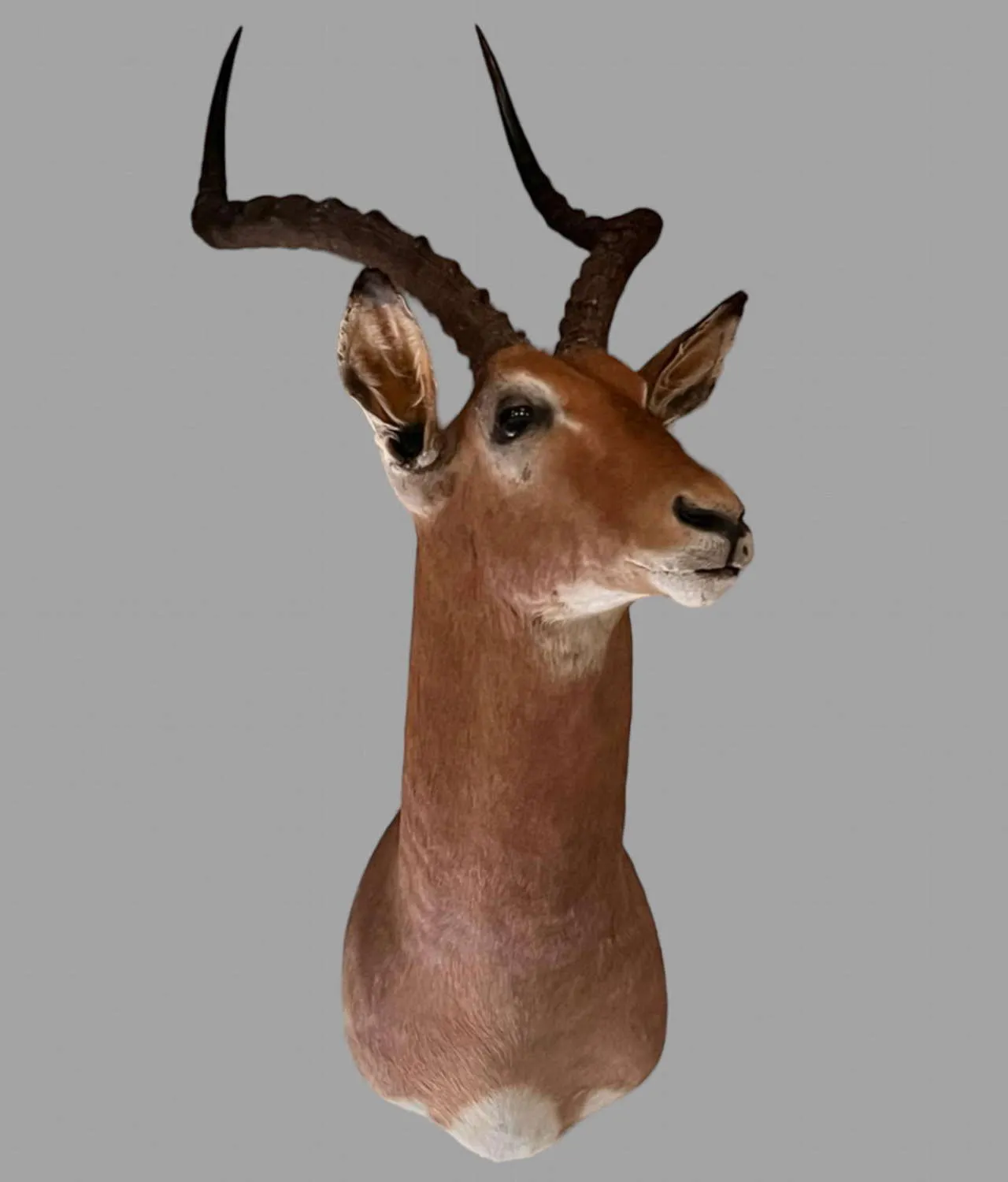Mid Century 1960's African Impala Taxidermy Head And Shoulder Wall Mount