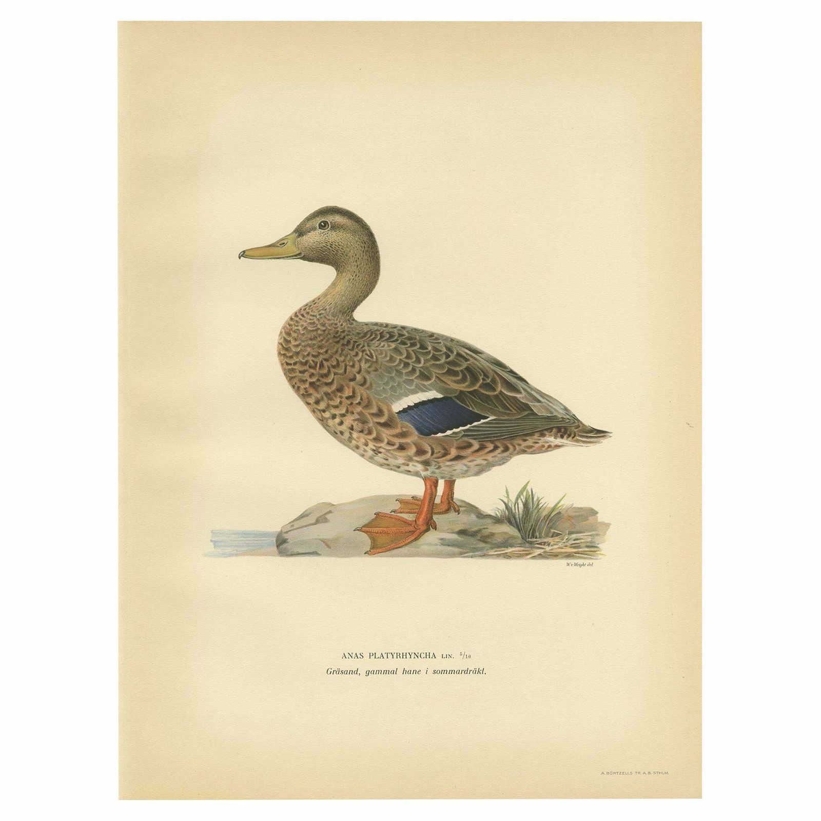 Antique Bird Print Of A Female Domestic Duck By Von Wright, '1929'