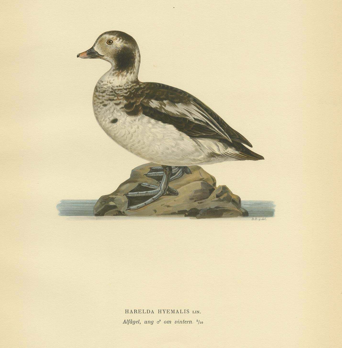Antique Bird Print Of A Young Long Tailed Duck By Von Wright '1929' photo furniture