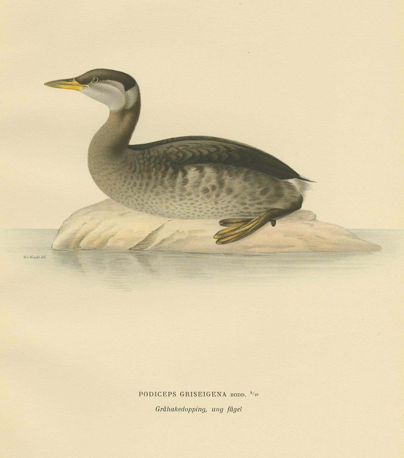 Antique Bird Print Of A Young Red Necked Grebe By Von Wright, 1929 photo for sale