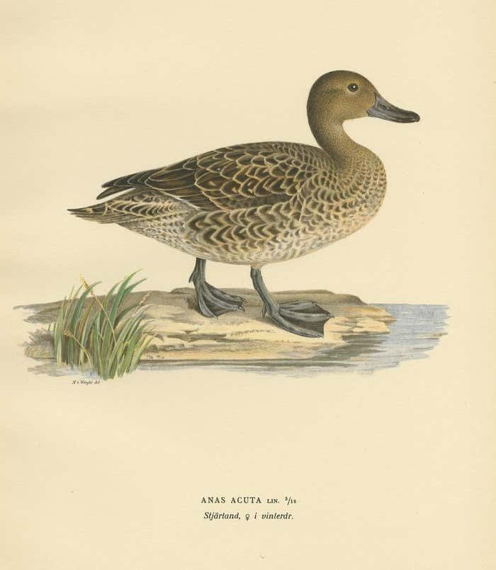 Antique Bird Print Of A Female Northern Pintail By Von Wright '1929' photo for sale