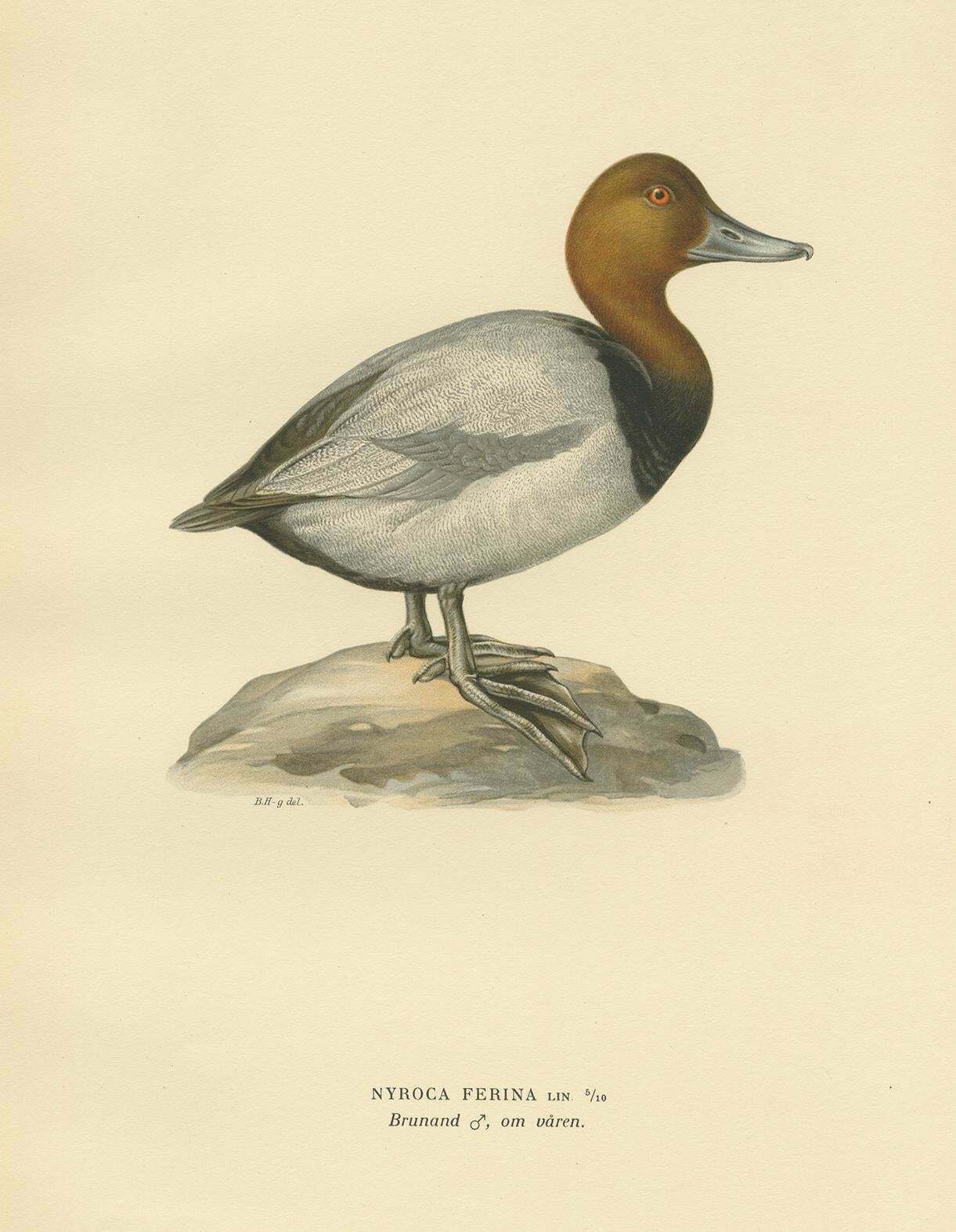 Antique Bird Print Of The Common Pochard By Von Wright, 1929 photo Art