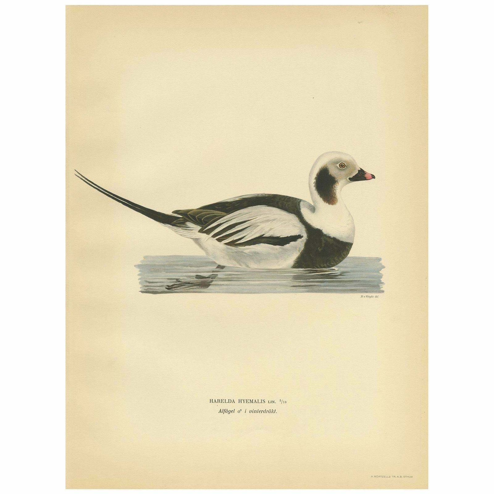 Antique Bird Print Of A Male Long Tailed Duck By Von Wright '1929'