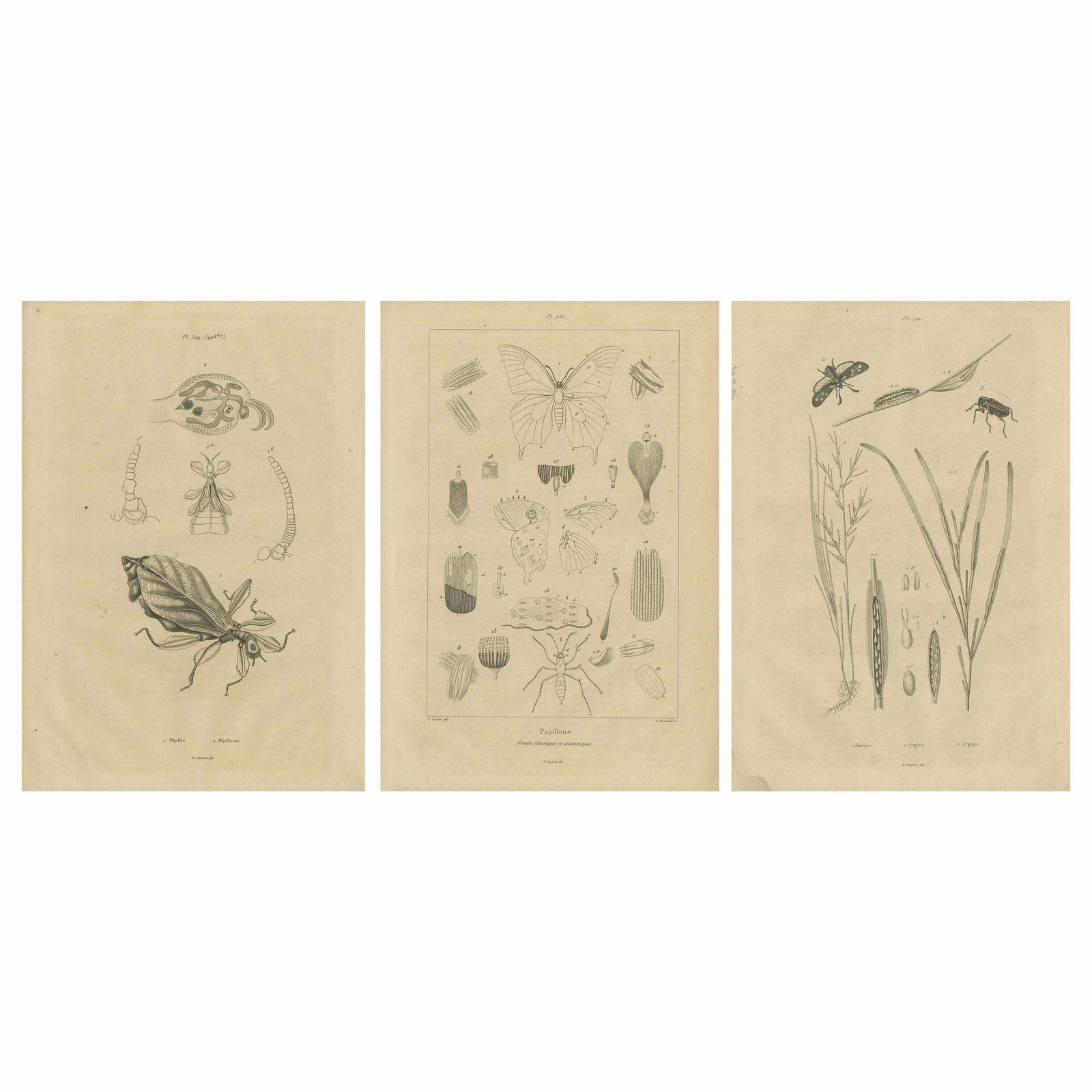 Set Of 3 Antique Prints Of Various Insects And Butterflies By Guerin, 'C.1835'
