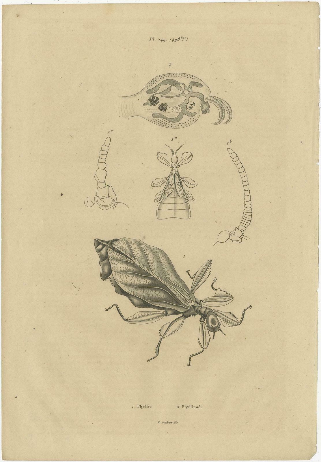 Set Of 3 Antique Prints Of Various Insects And Butterflies By Guerin, 'C.1835' photo furniture