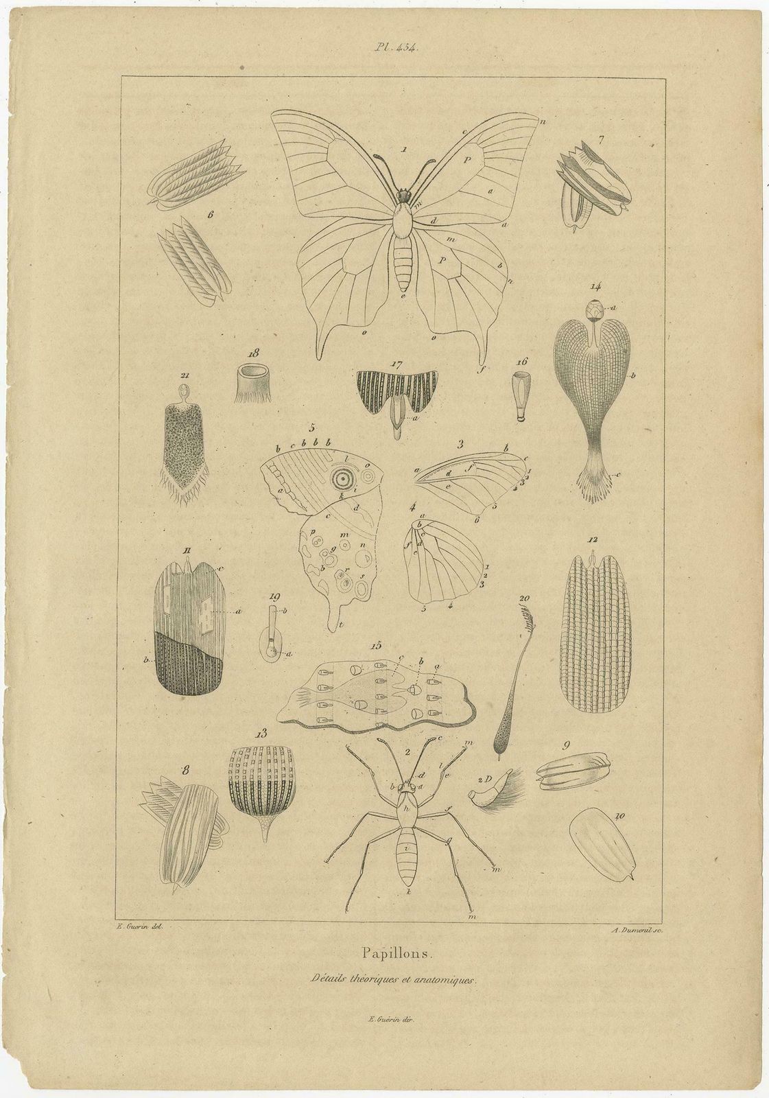Set Of 3 Antique Prints Of Various Insects And Butterflies By Guerin, 'C.1835' photo for sale