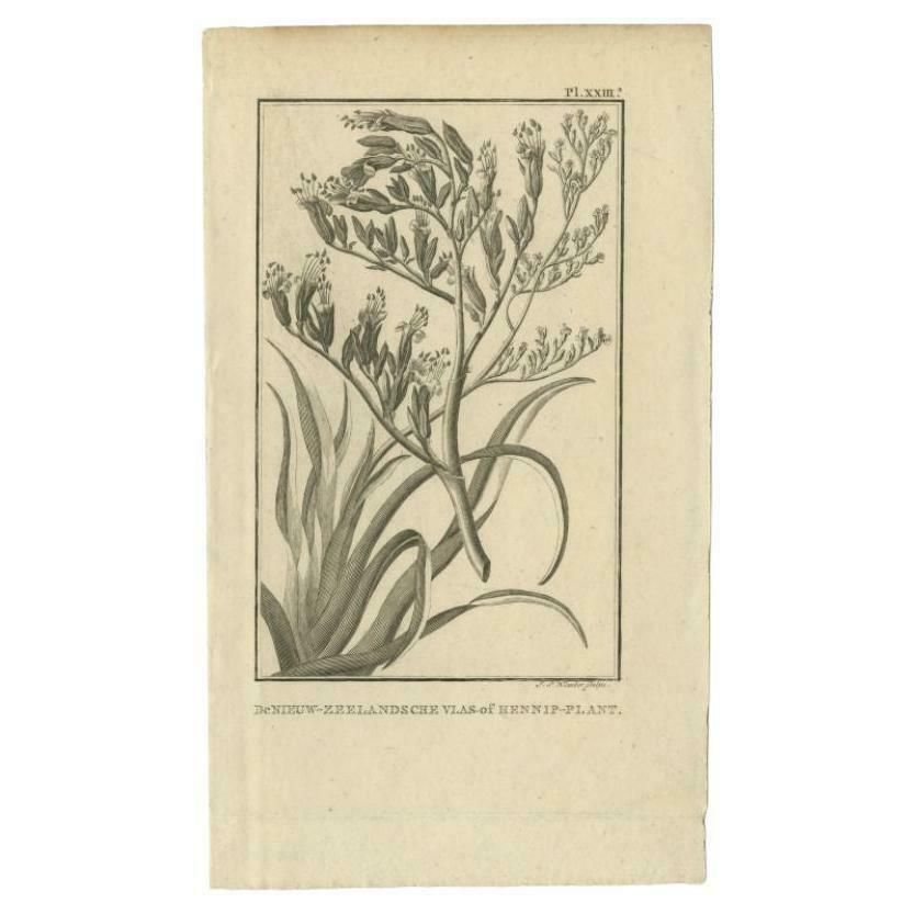 Antique Print Of The Phormium Tenax By Cook, 1803