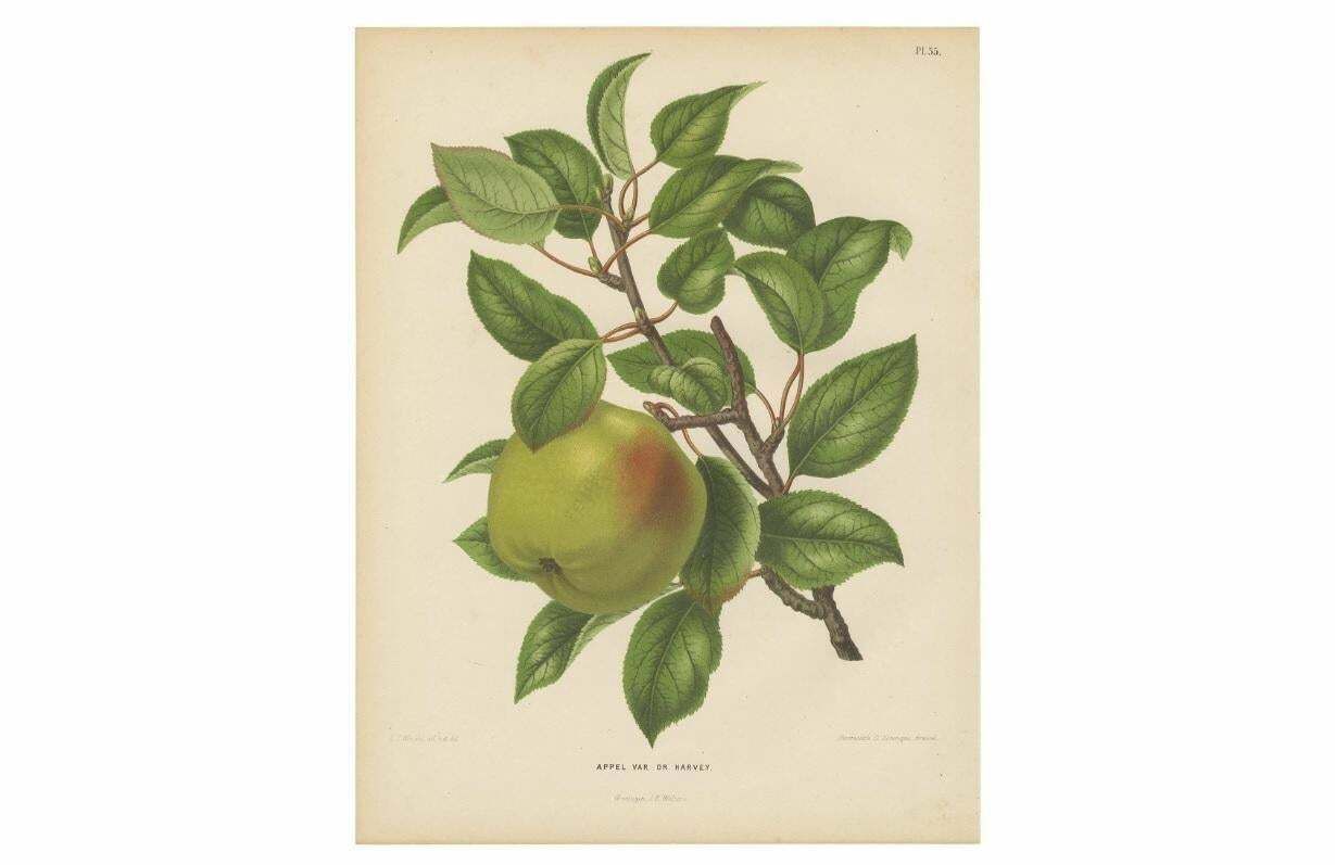 Antique Print Of The Harvey Apple By G. Severeyns, 1876 photo Art