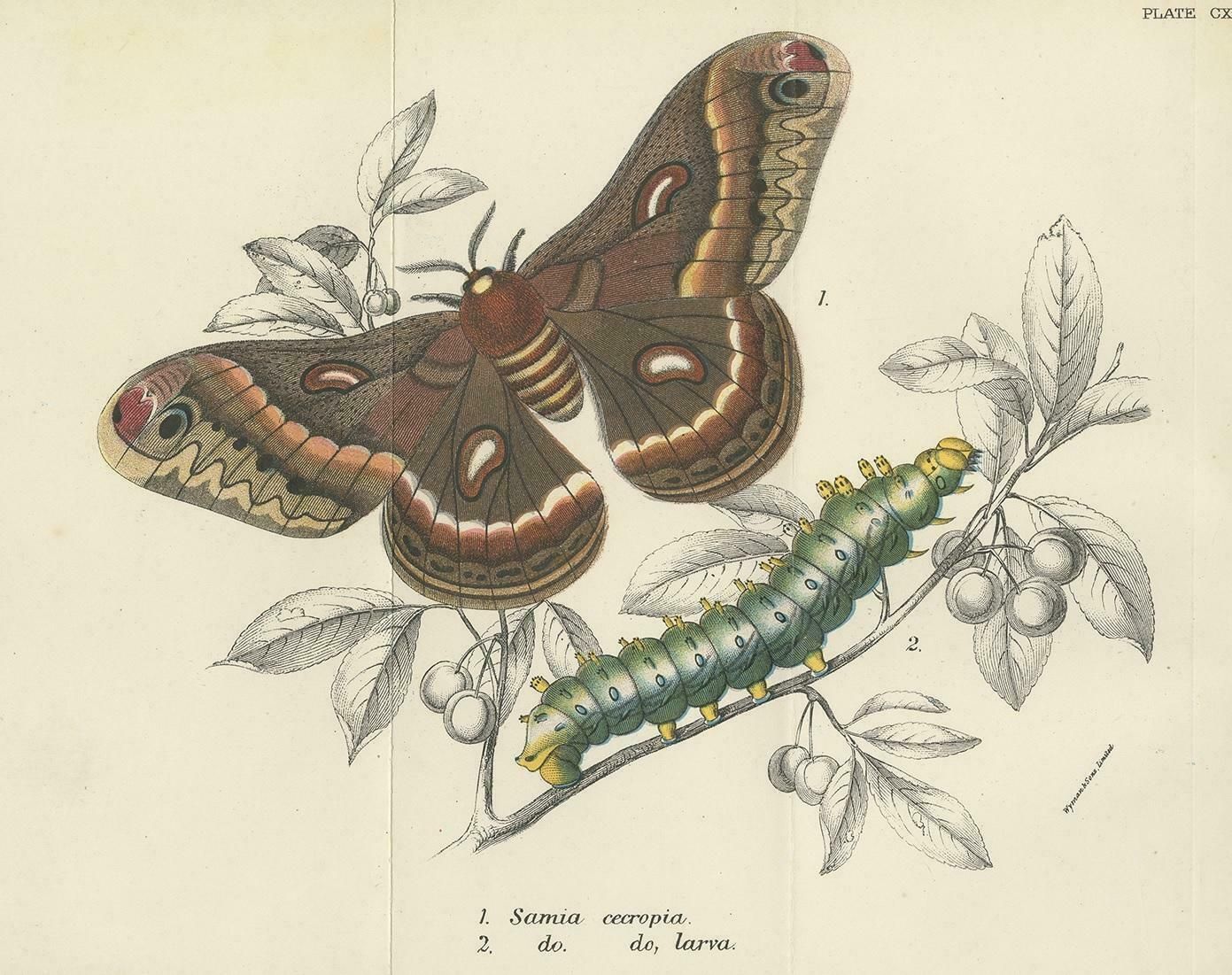 Antique Print Of The Cecropia Moth By Lloyd 'Circa 1897' photo furniture