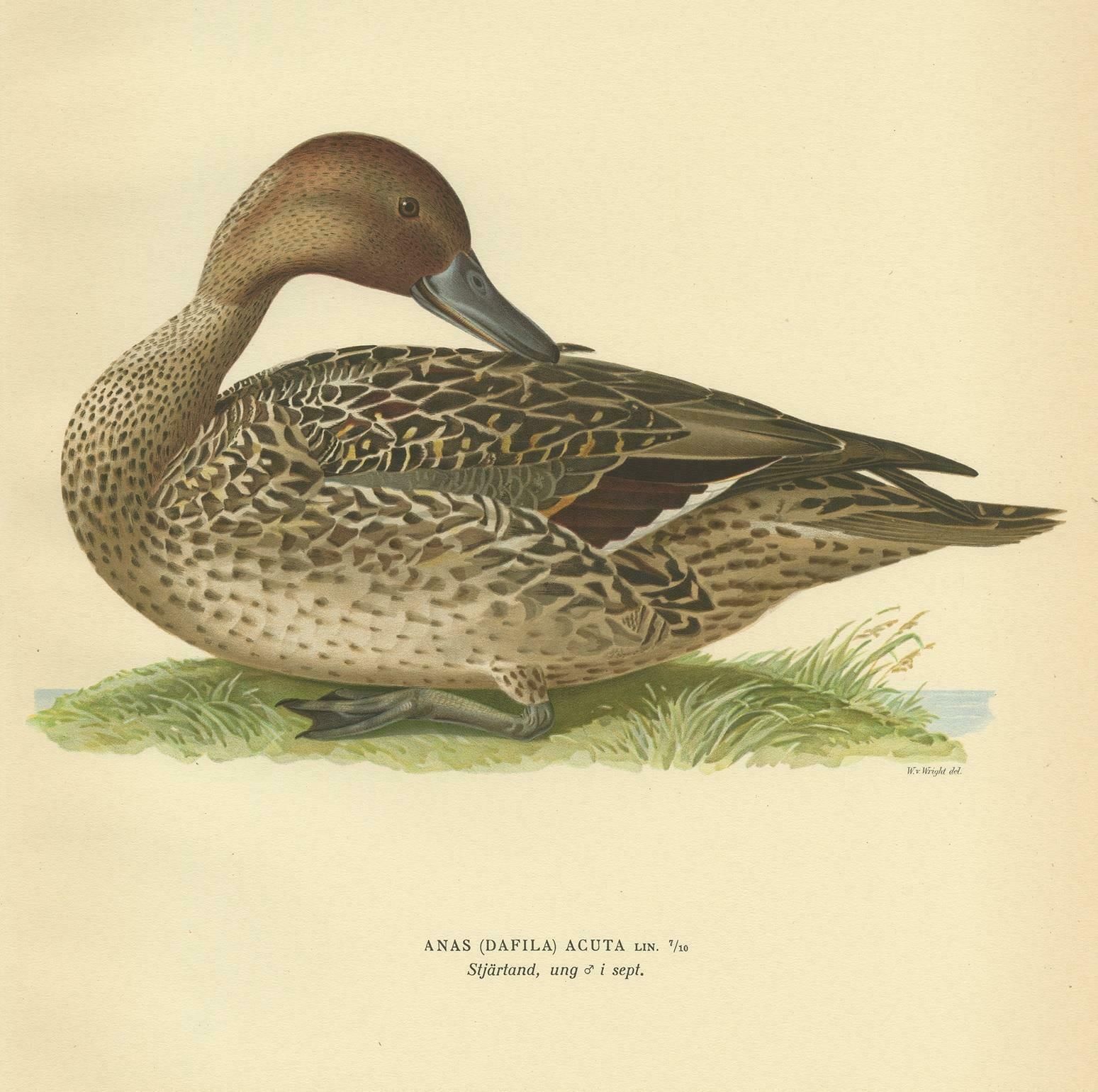 Antique Bird Print Of A Male Northern Pintail By Von Wright '1929' photo Art