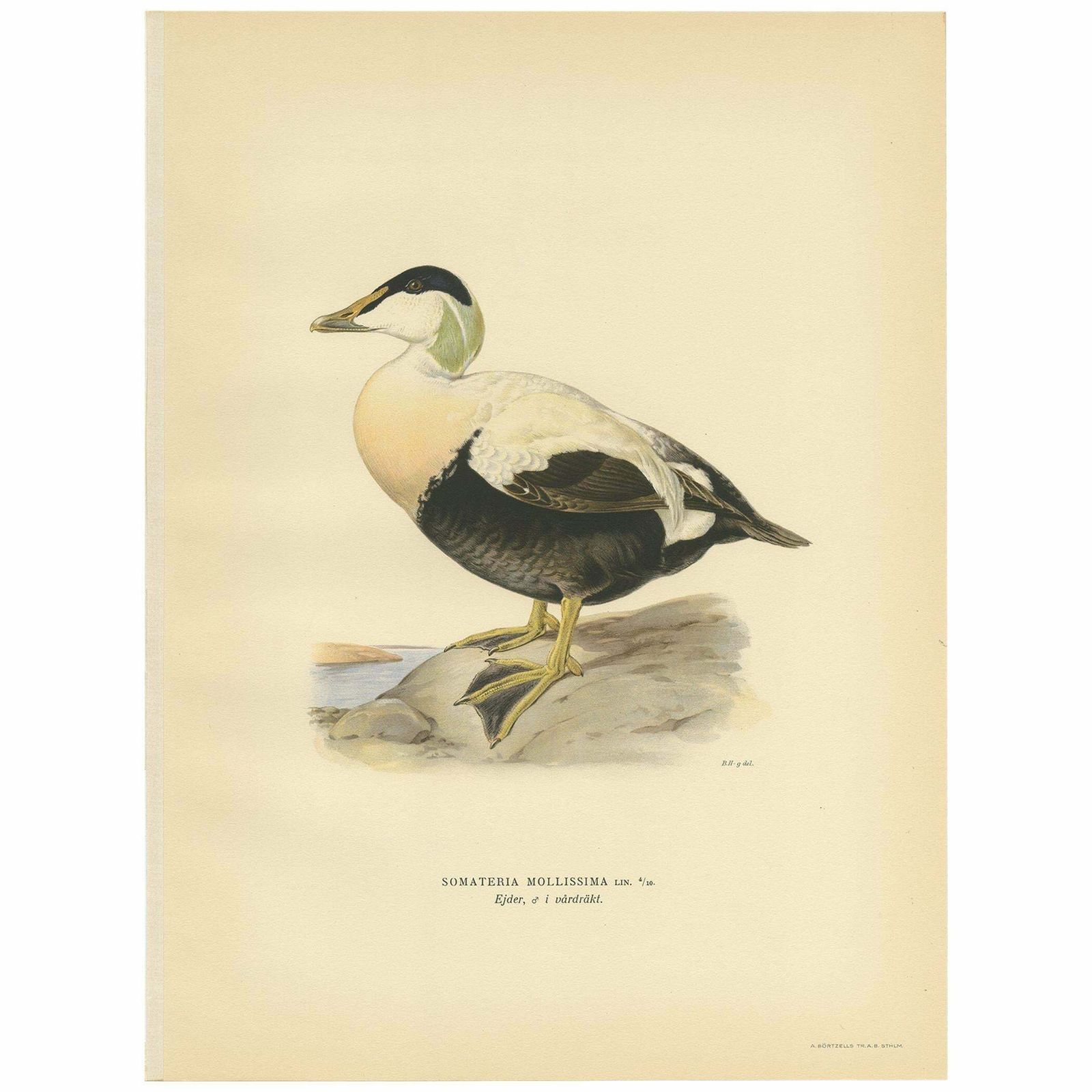 Antique Bird Print Of The Female Common Eider By Von Wright, 1929