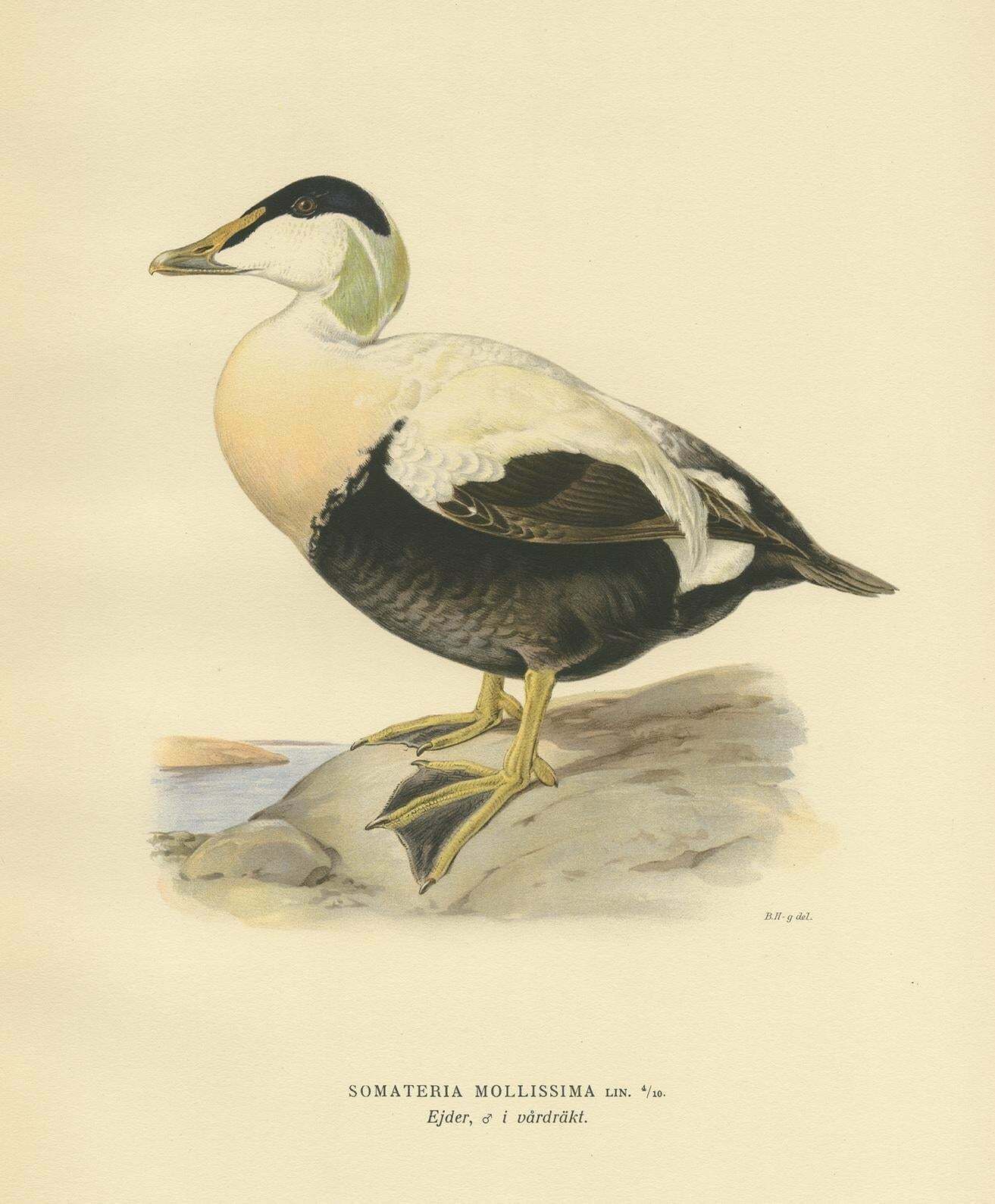 Antique Bird Print Of The Female Common Eider By Von Wright, 1929 photo Art