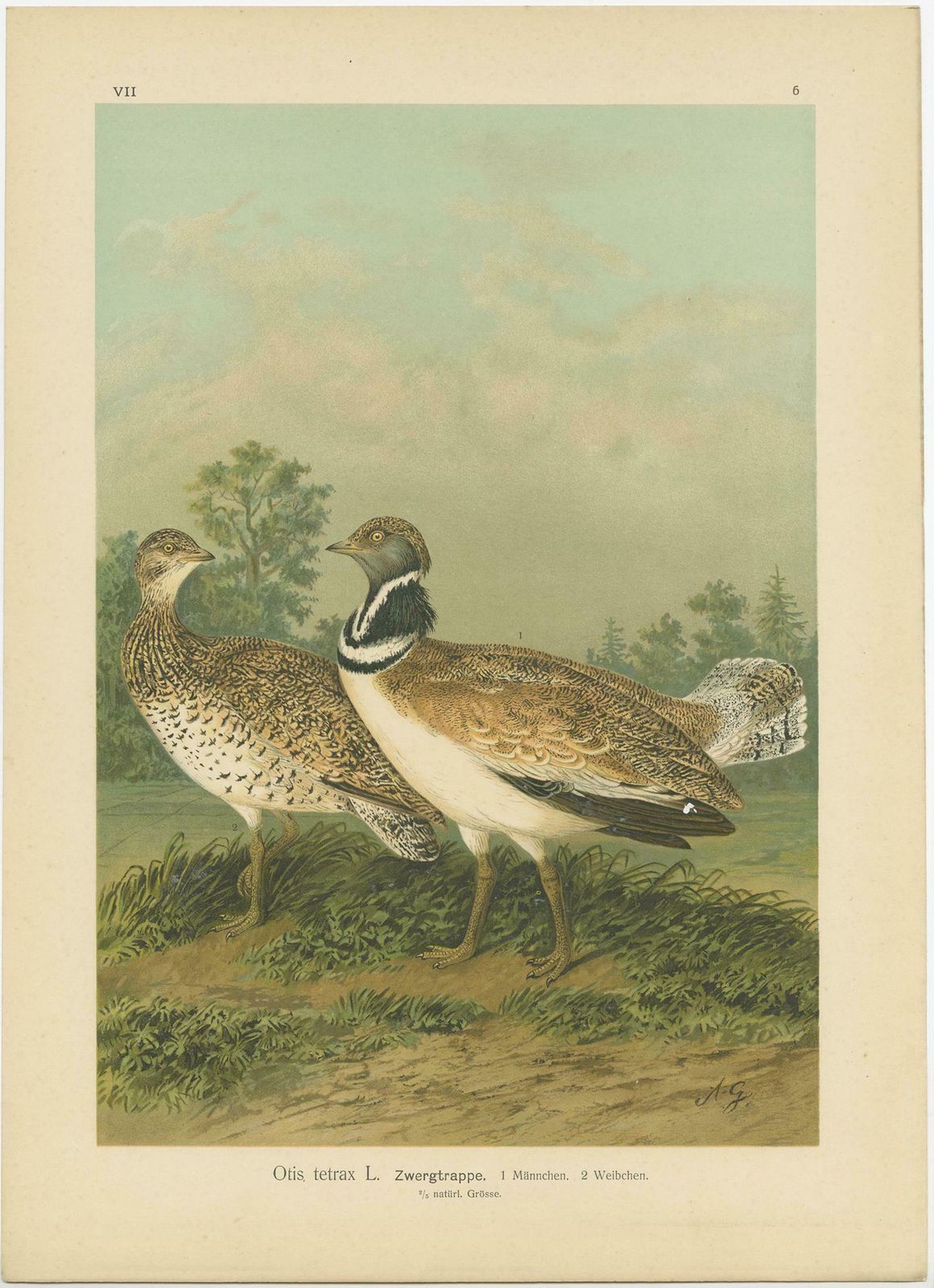 Antique Bird Print Of The Little Bustard By Naumann, Circa 1895 photo for sale