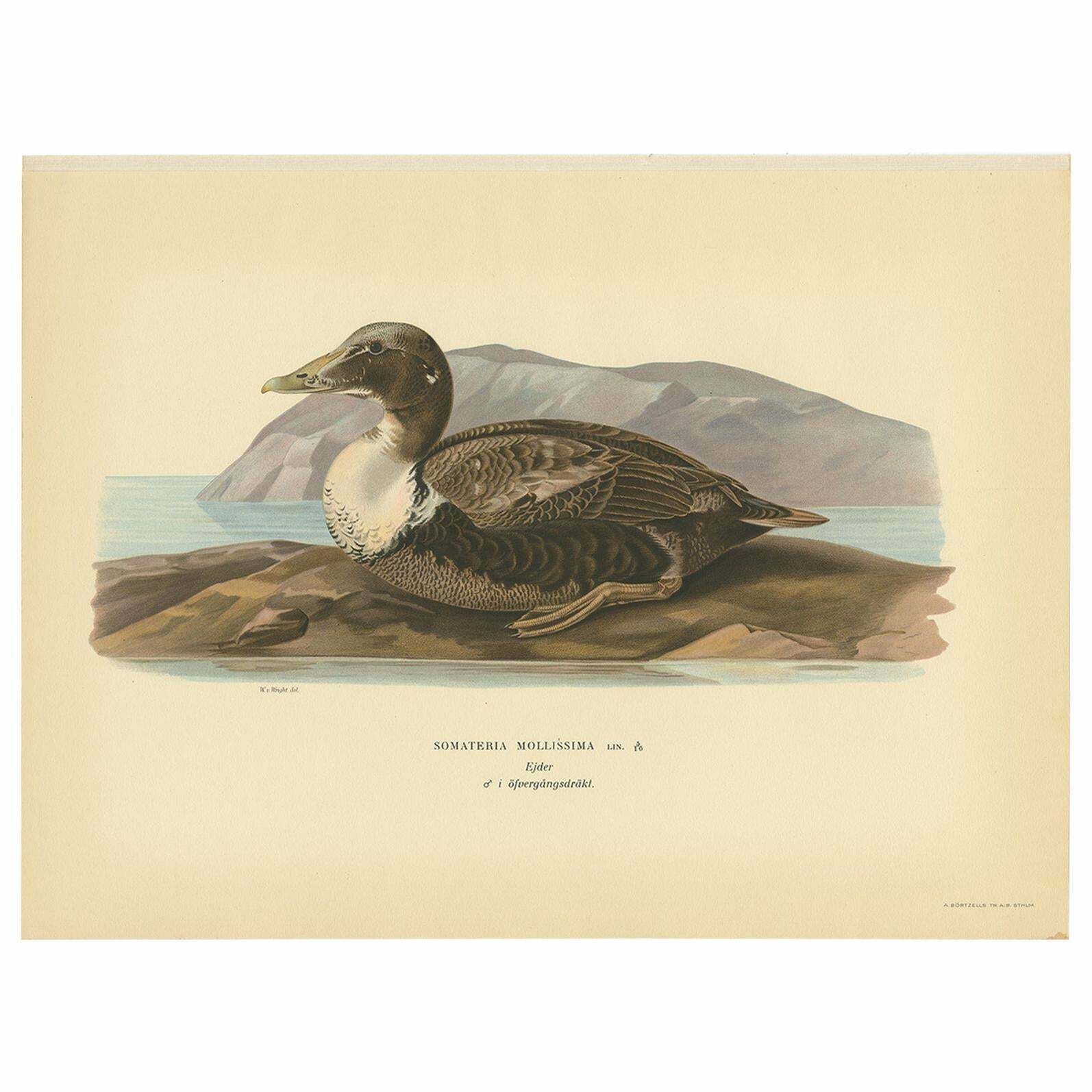 Antique Bird Print Of The Common Eider By Von Wright, 1929