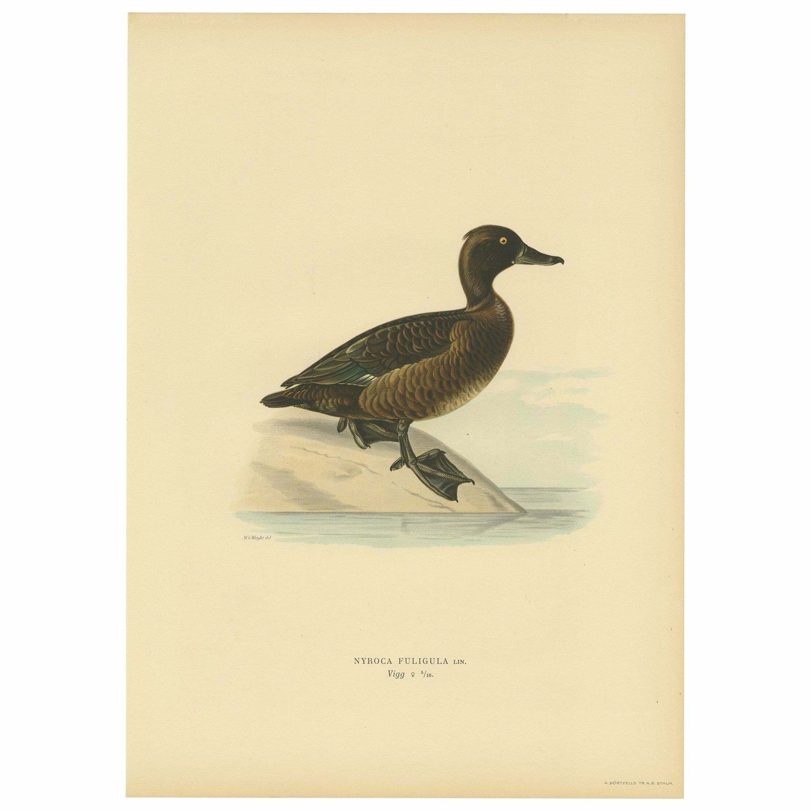 Antique Bird Print Of A Ferruginous Duck By Von Wright '1927'