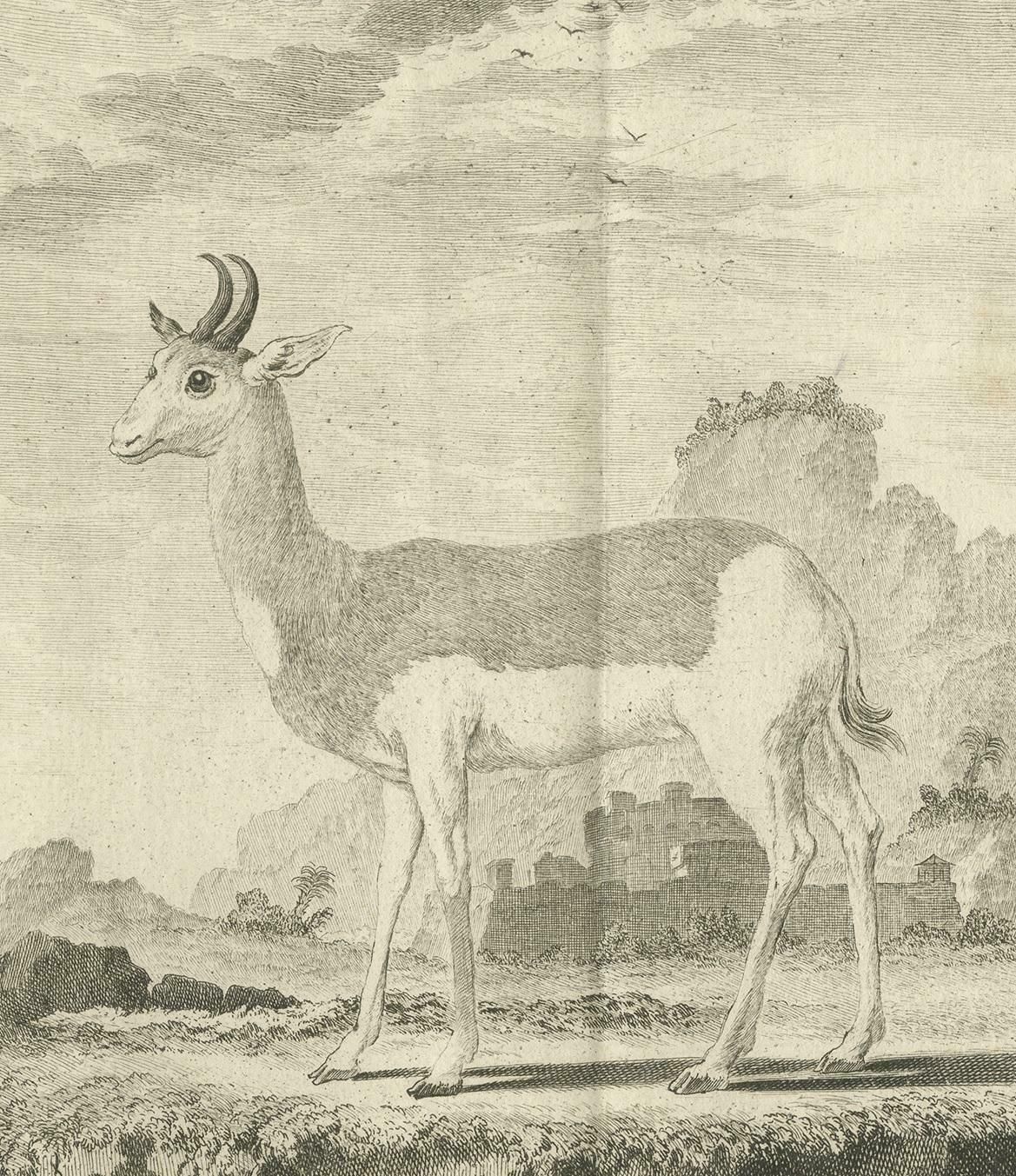 Pl. 36 Antique Print Of An Antelope Species By Buffon, 1769 photo furniture