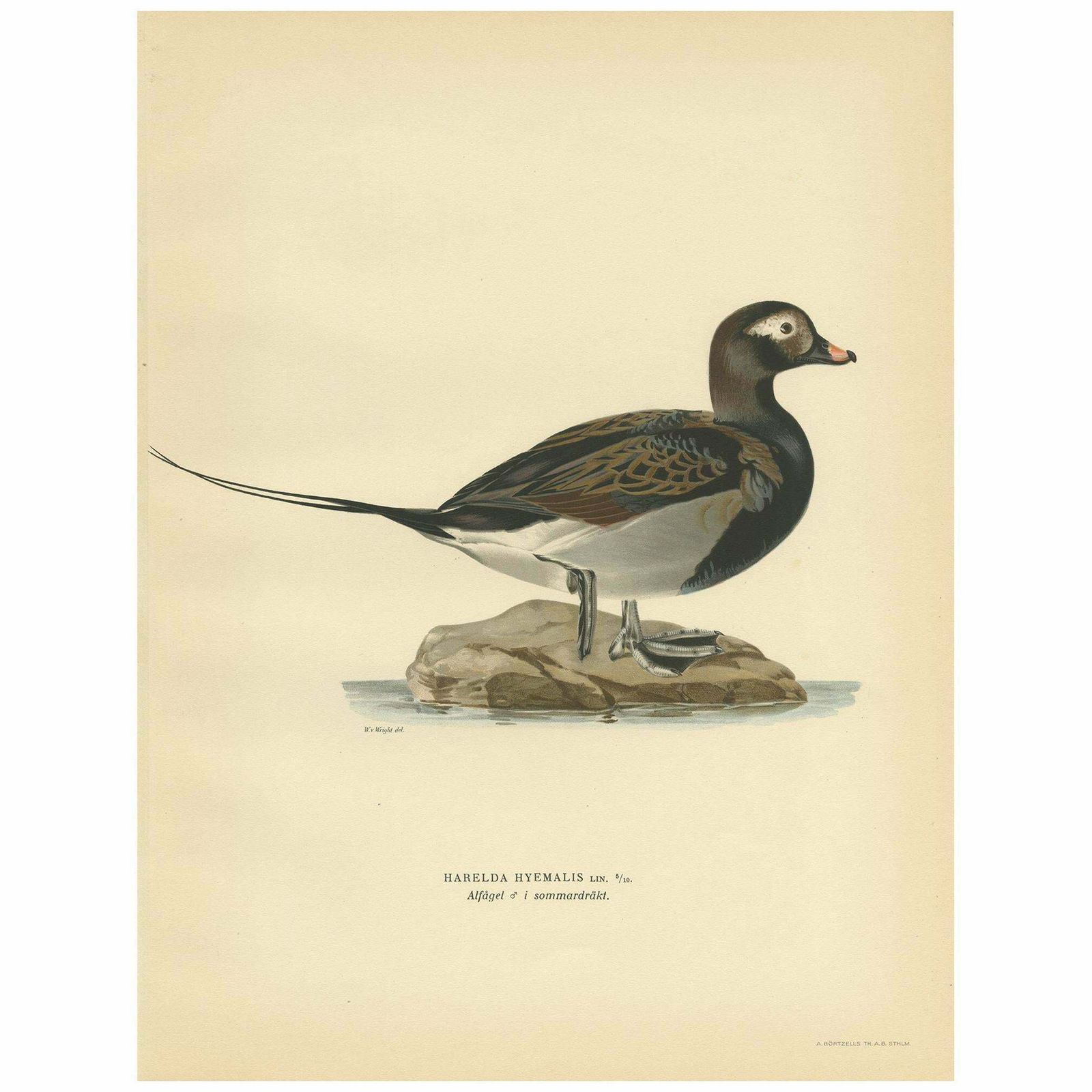 Antique Bird Print Of A Male Long Tailed Duck 'In Summer' By Von Wright '1929'