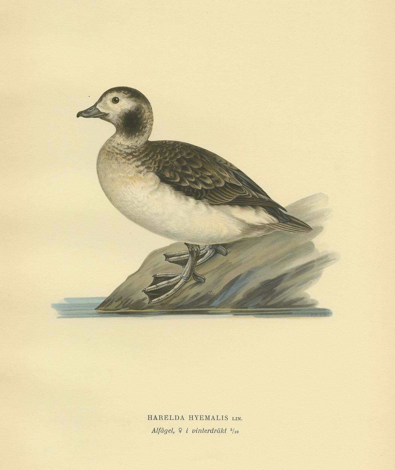 Antique Bird Print Of A Female Long Tailed Duck By Von Wright, '1929' photo Art