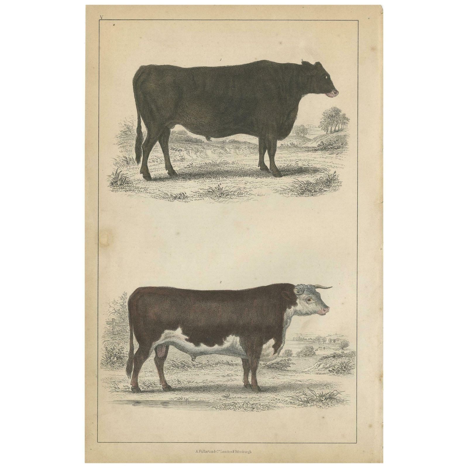 Antique Print Of A Suffolk Ox And Herefordshire Bull By Fullarton, Circa 1850