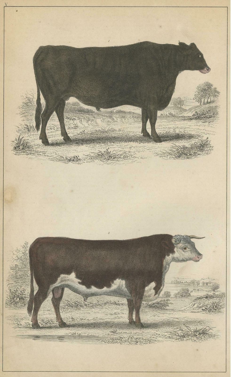 Antique Print Of A Suffolk Ox And Herefordshire Bull By Fullarton, Circa 1850 photo furniture