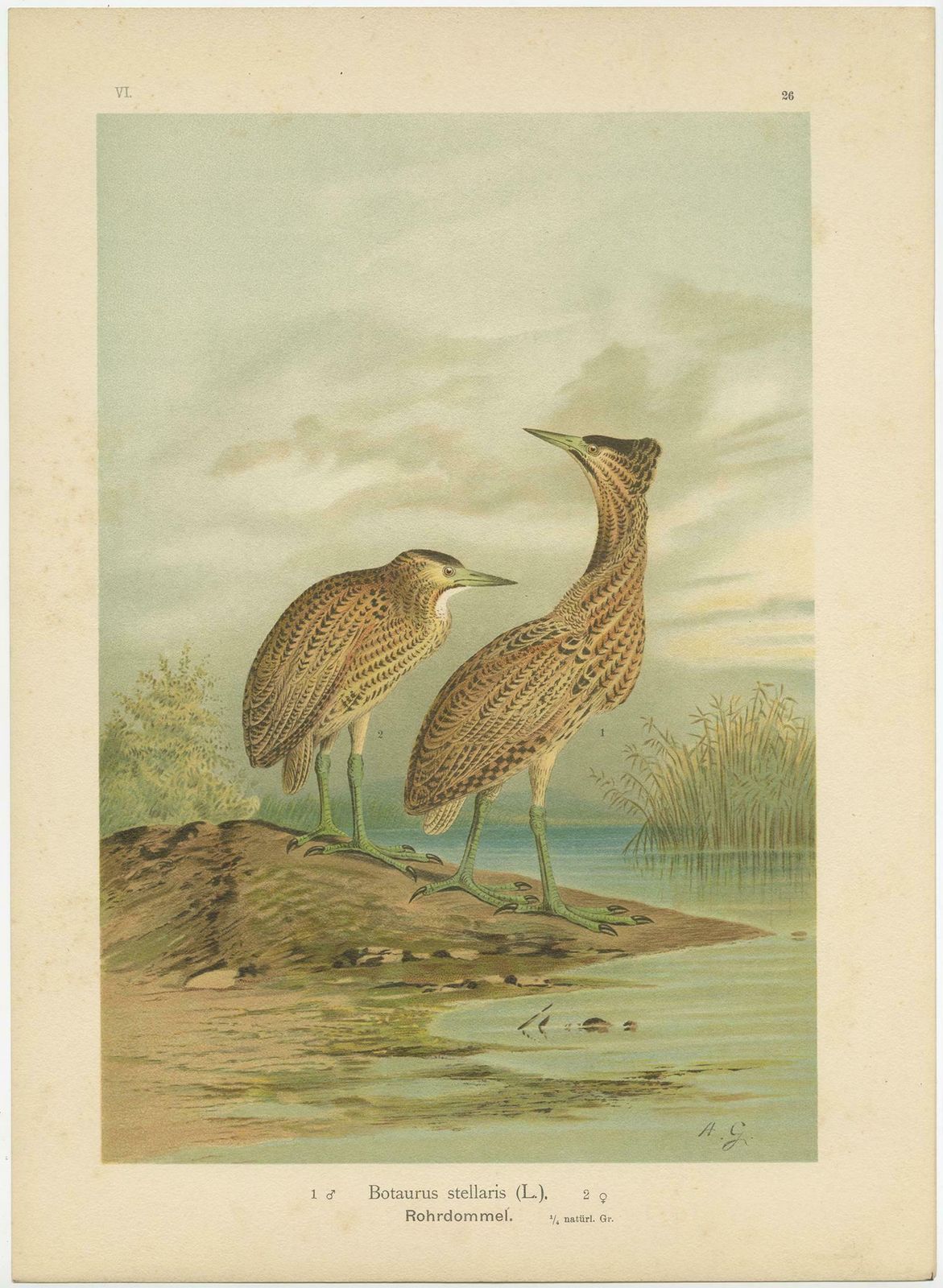 Antique Bird Print Of The Eurasian Bittern By Naumann, Circa 1895 photo furniture