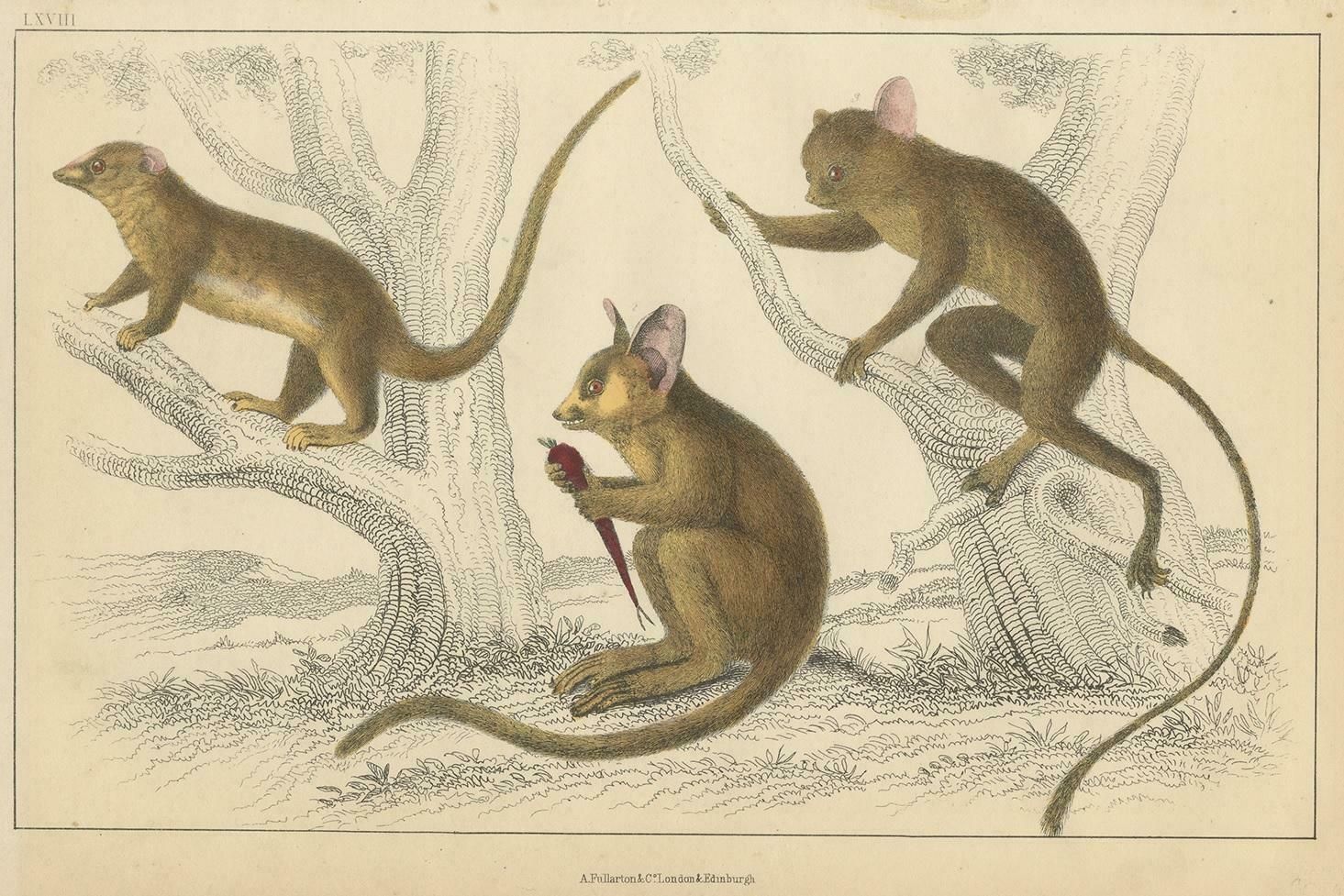 Antique Print Of A Little Galago, Podje Tarsier And Senegal Tarsier 'Circa 1850 photo furniture