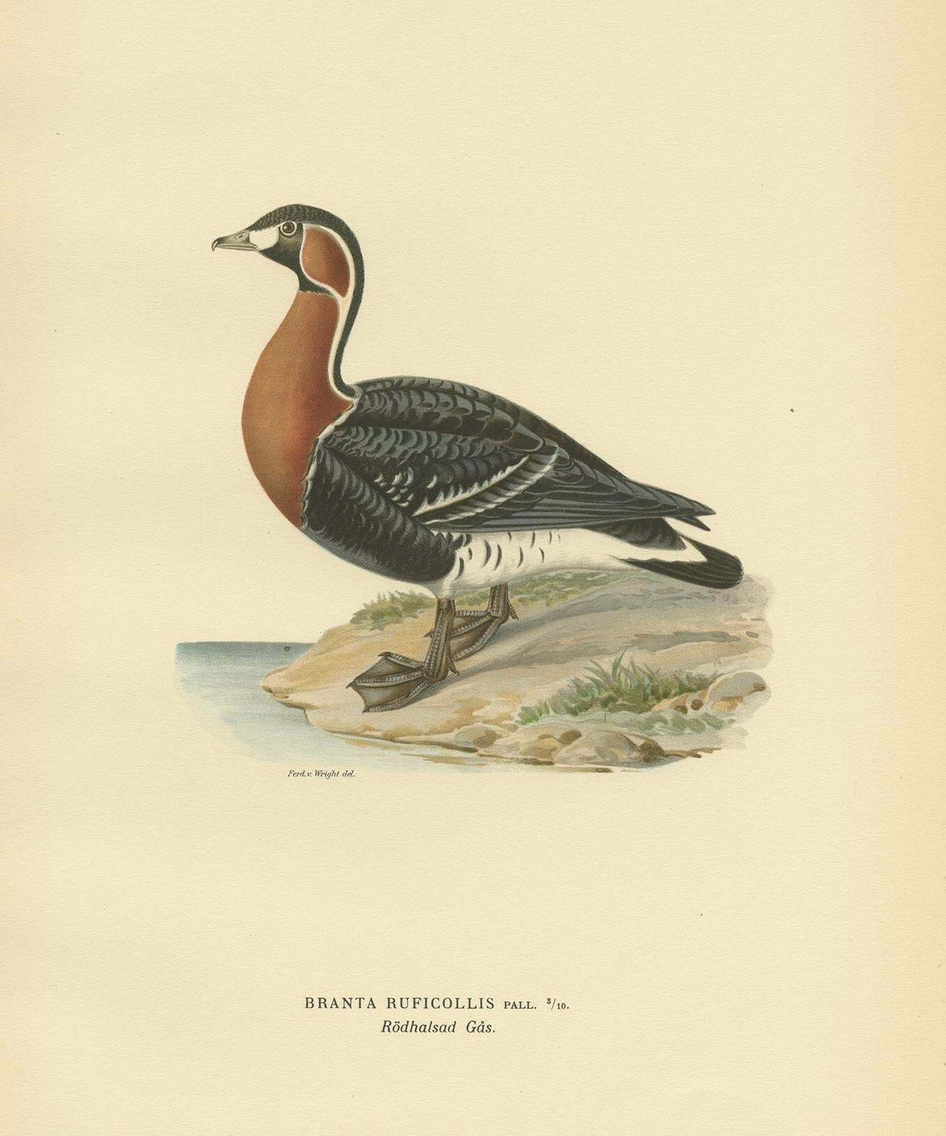 Antique Bird Print Of The Red Breasted Goose By Von Wright '1929' photo Art