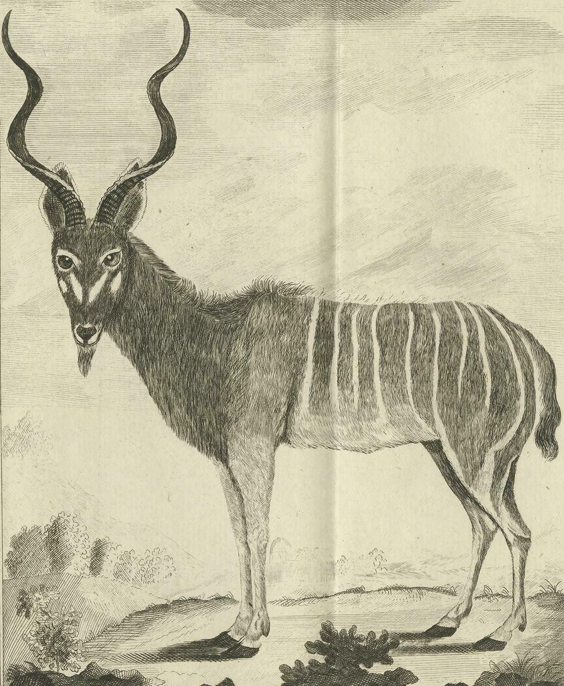 Pl. 53 Antique Print Of An Antelope Species By Buffon 'Circa 1770' photo for sale